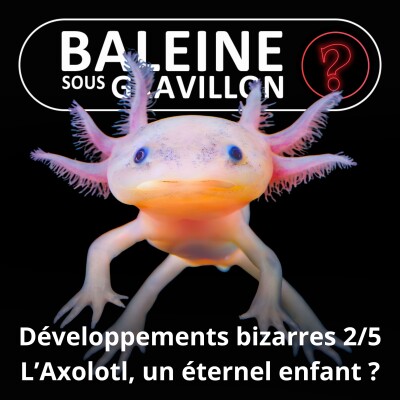 S07E127 Vous avez dit bizarre ? Développement 2/5 : L'Axolotl et les autres éternels enfants cover