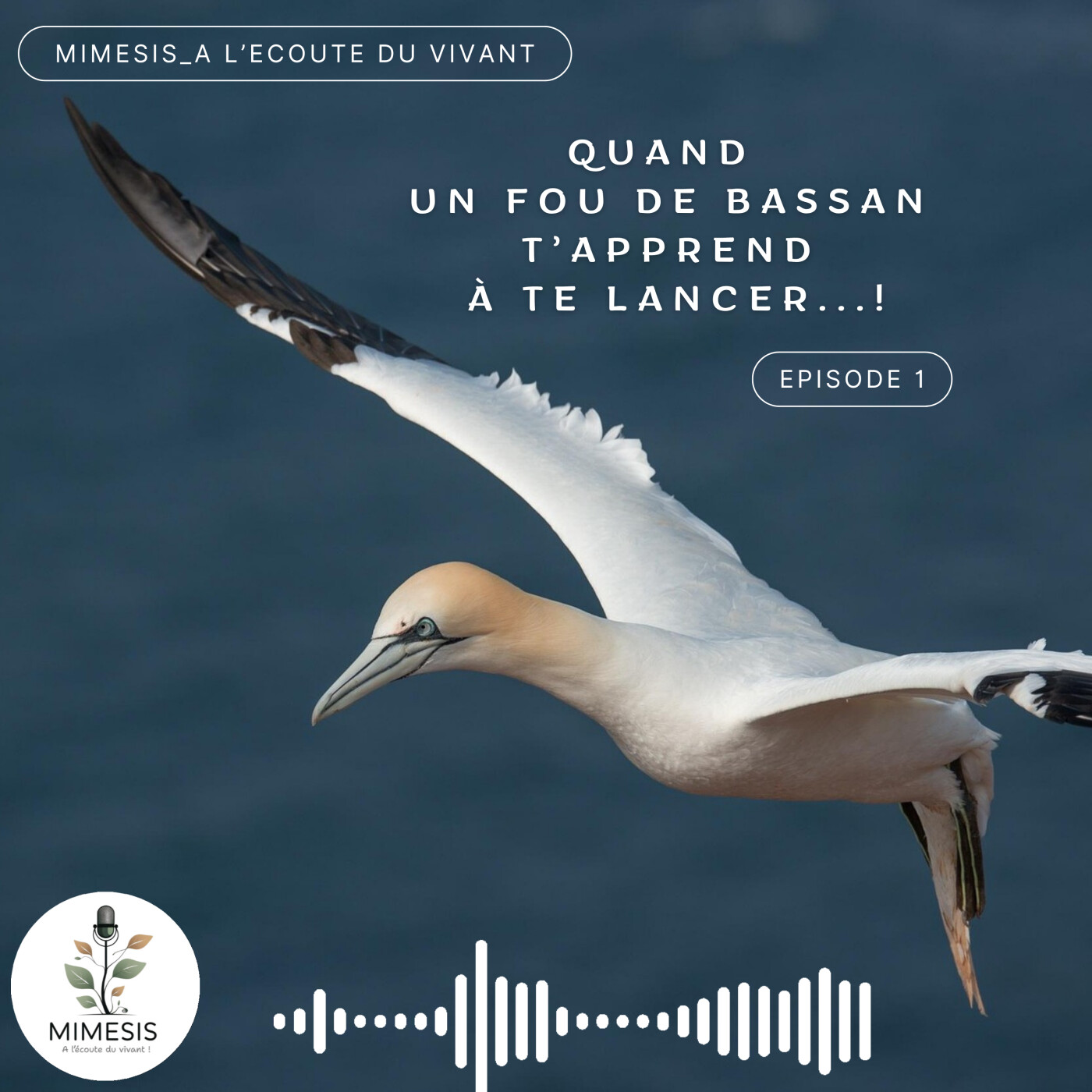 Quand un fou de Bassan t'apprend à te lancer ! - Ep.01