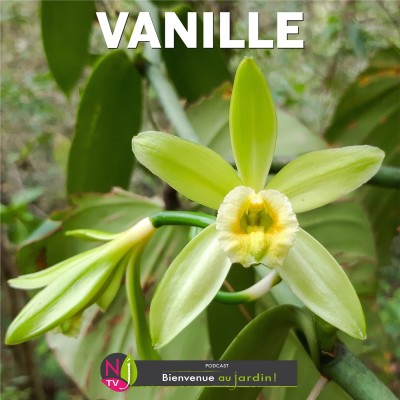 HISTOIRES BOTANIQUES: LA VANILLE UNE ORCHIDEE AUX FRUITS PRECIEUX cover