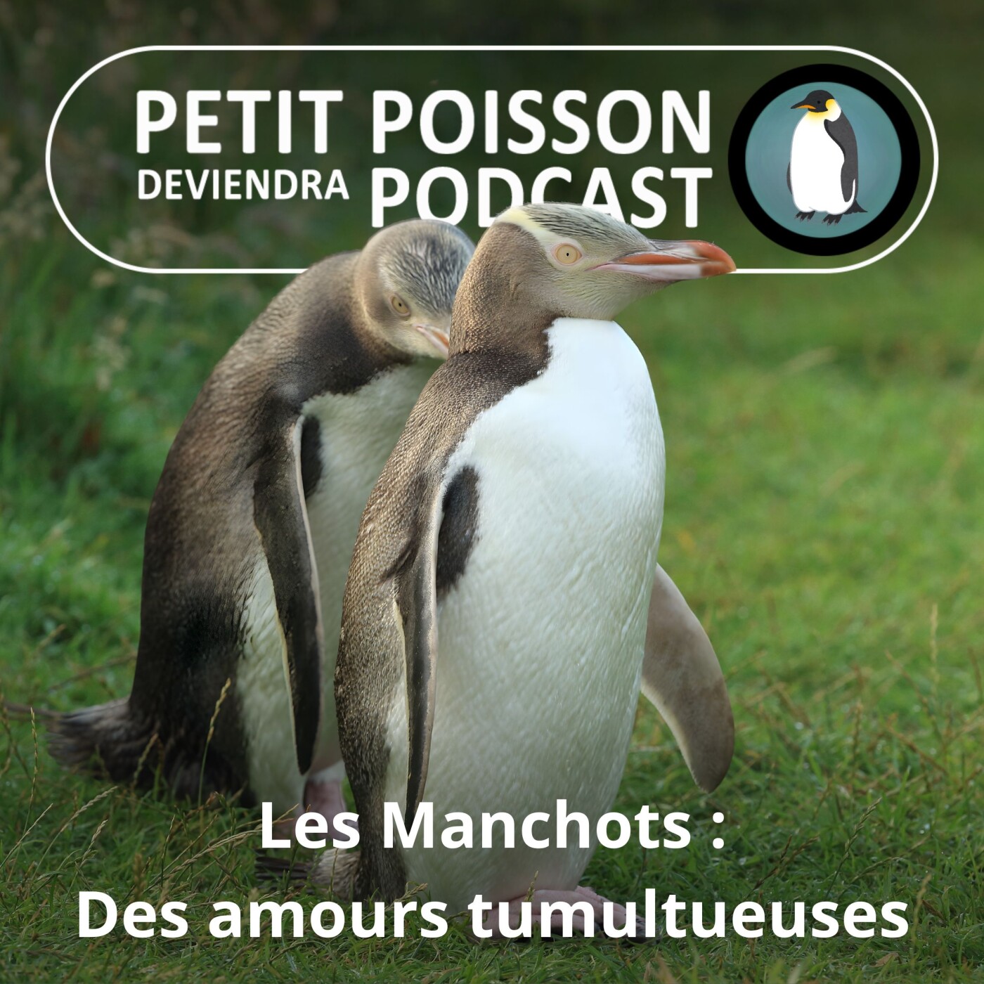 S05E16 Les Manchots : Des amours tumultueuses