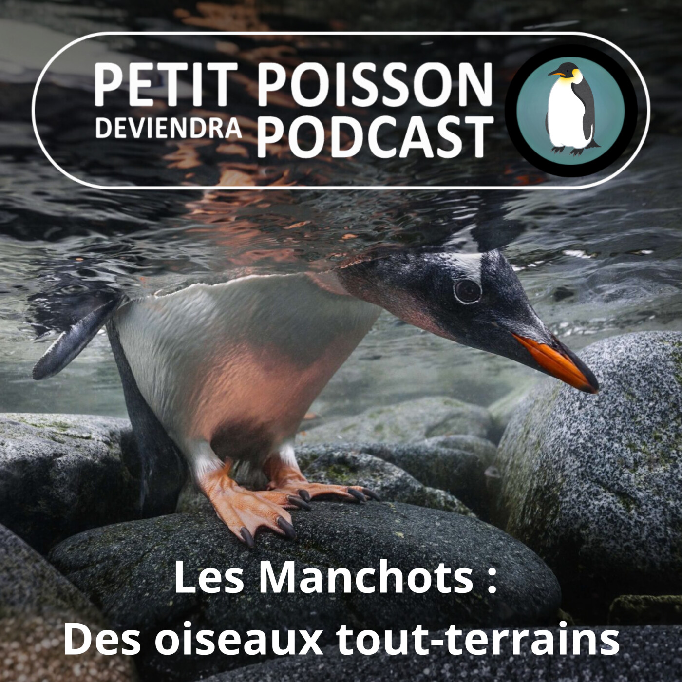 S05E13 Les Manchots : Glace, eau, sel... des oiseaux tout-terrains ! (Mathilde Chevallay)