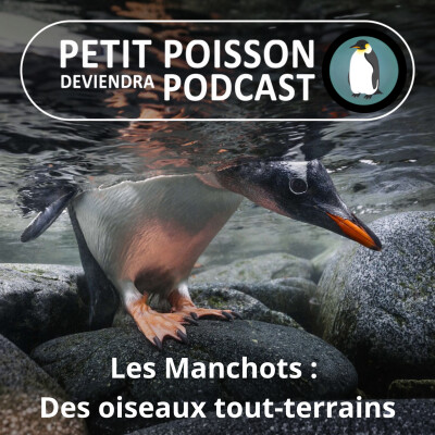 S05E13 Les Manchots : Glace, eau, sel... des oiseaux tout-terrains ! (Mathilde Chevallay) cover