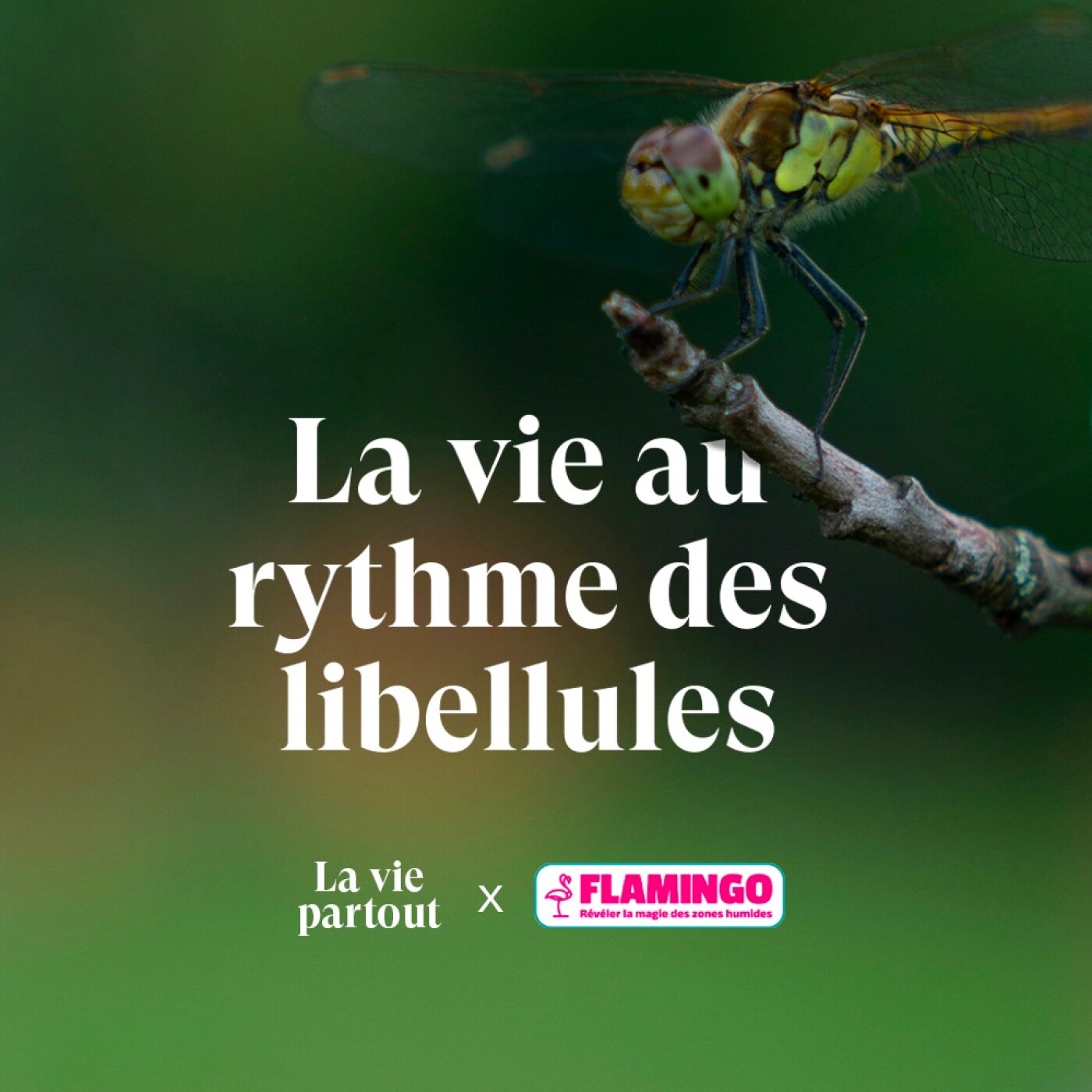 Comprendre les libellules pour protéger les zones humides - Entretien avec Philippe Lambret en collaboration avec Flamingo.eco Comprendre les libellules pour protéger les zones humides - Entretien avec Philippe Lambret en collaboration avec Flamingo.eco
