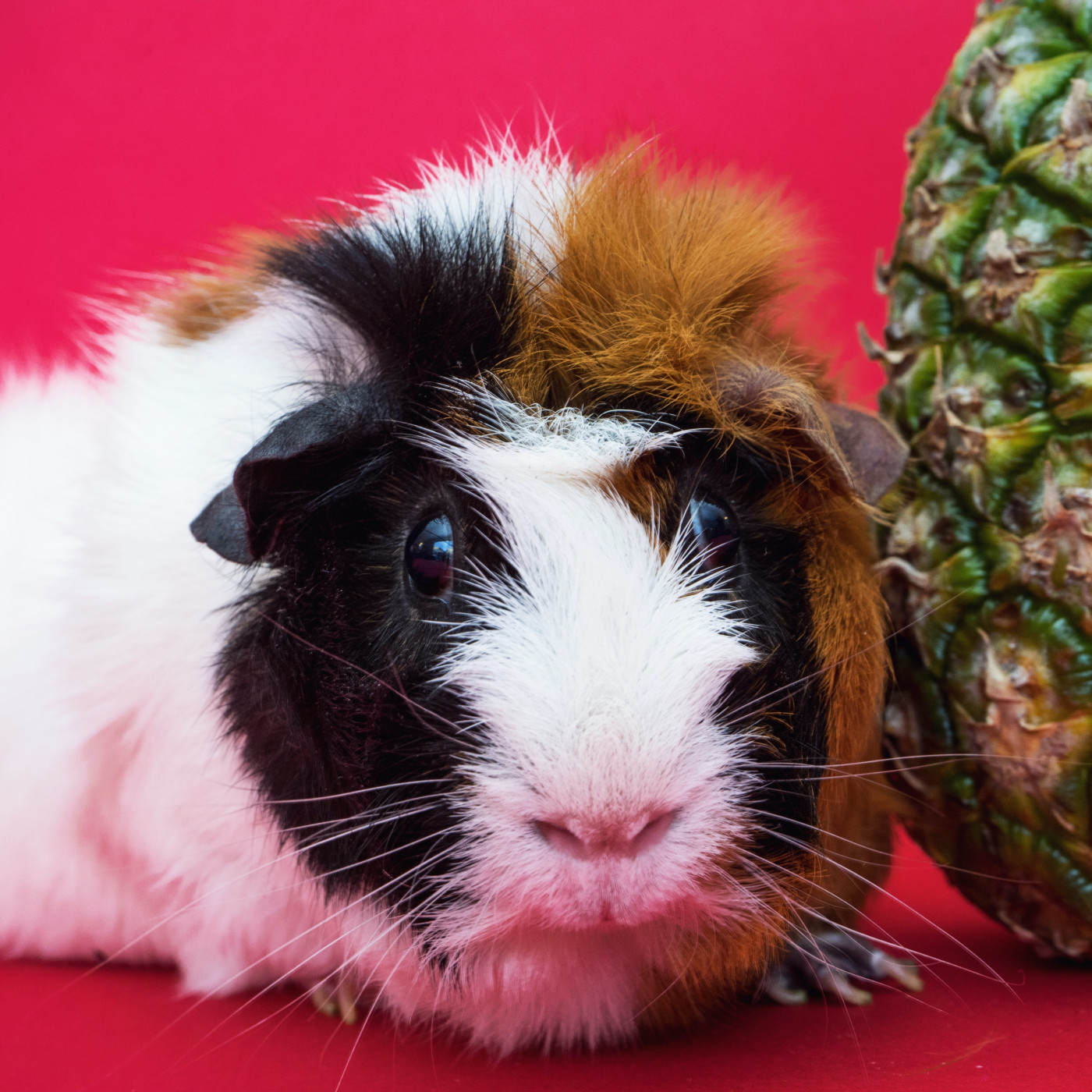 WILD - PODCAST ANIMALIER #0 - TEASER PRESENTATION EMISSION