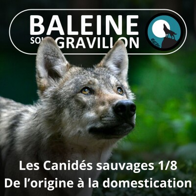 S04E43 Les Canidés sauvages 1/8 : De l'origine évolutive à la domestication (Vannina Giacomoni) cover