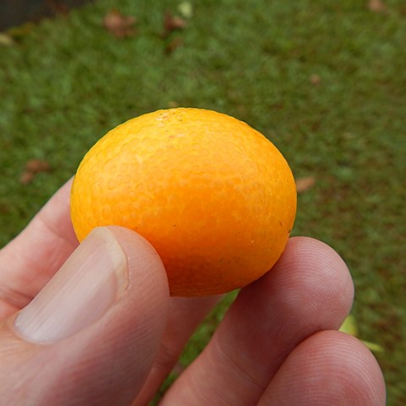 Kumquat Meiwa – La Plante BonBon
