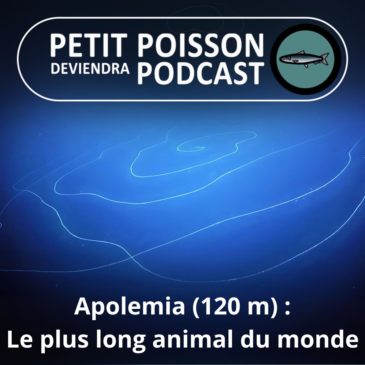 S05E02 Apolemia, le plus long animal du monde fait... 120 m !