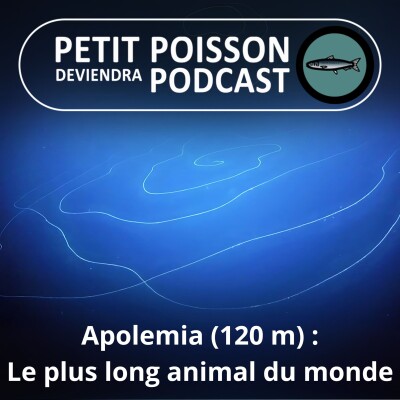 S05E02 Apolemia, le plus long animal du monde fait... 120 m ! cover