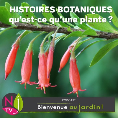 PETITE ET GRANDE HISTOIRE: QU’EST-CE QU’UNE PLANTE ? cover