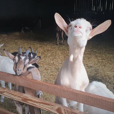 Les fromages de la ferme de Baugé, une ferme en milieu urbain cover