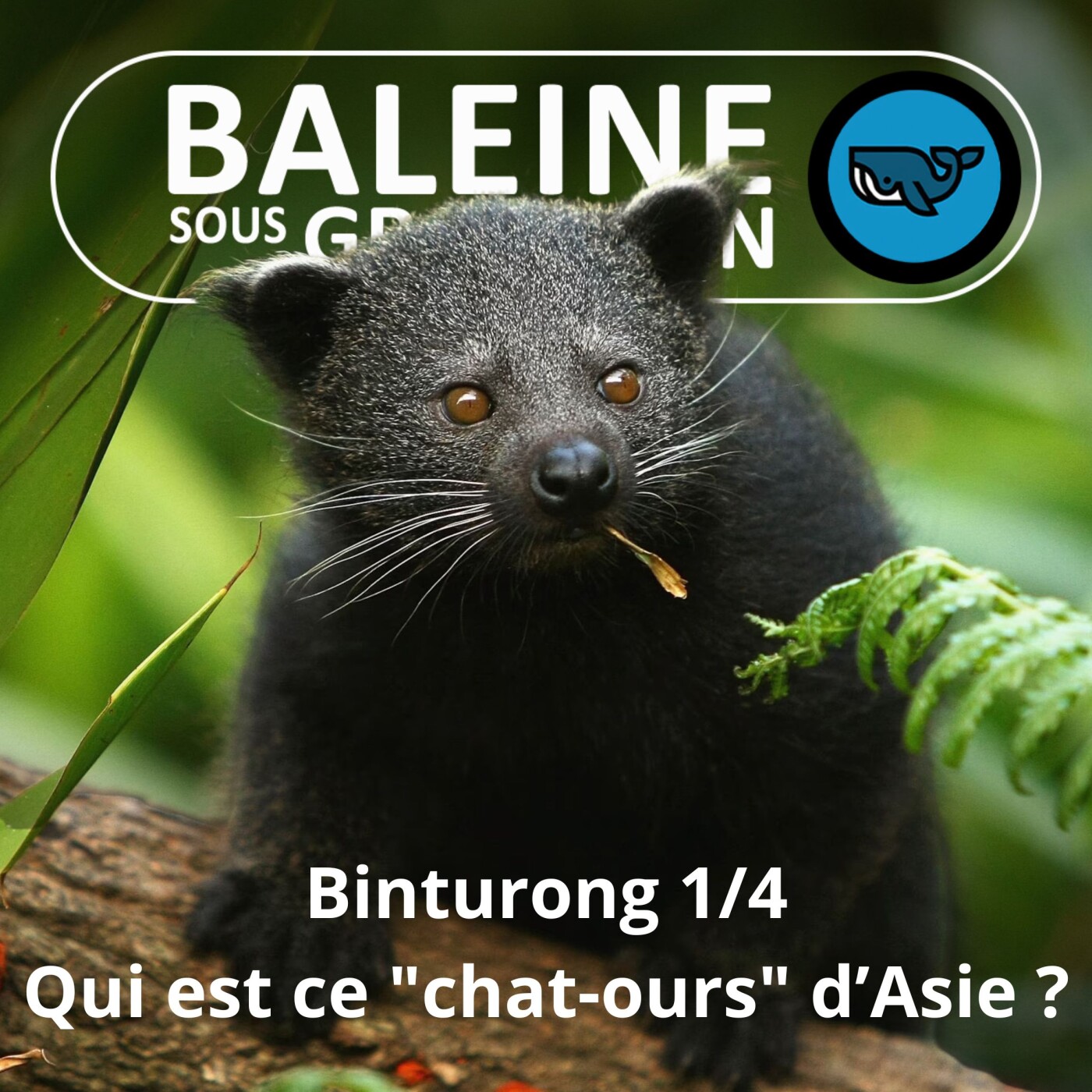 Baleine sous Gravillon