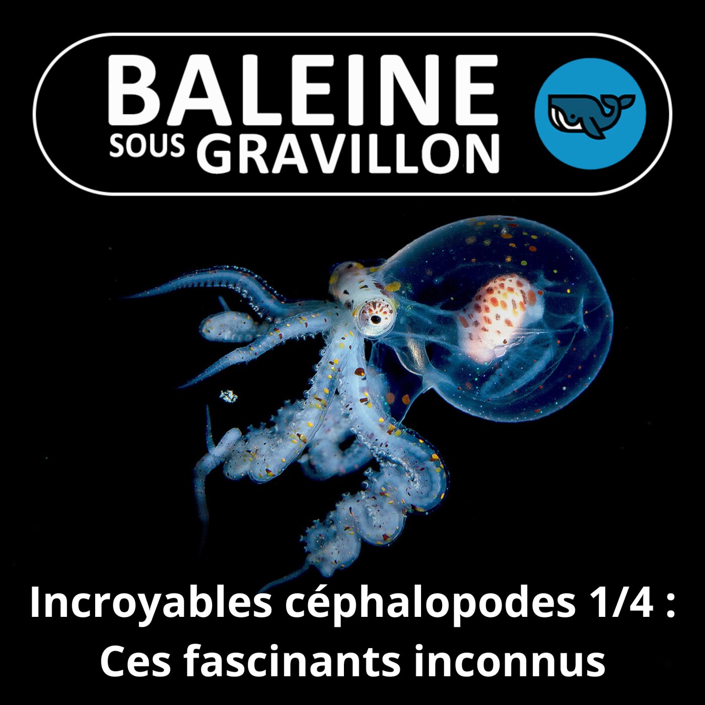S06E23 Incroyables céphalopodes 1/4 : Des paradoxes évolutifs si méconnus