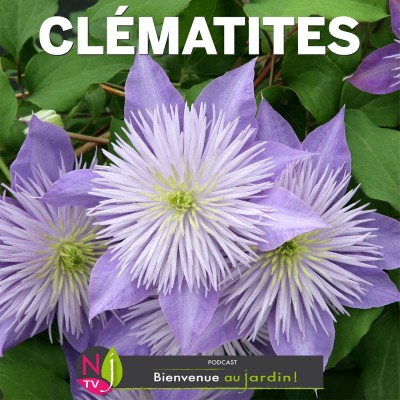 LE DOSSIER: CLÉMATITES, LES PLUS RAFFINÉES DES PLANTES GRIMPANTES cover