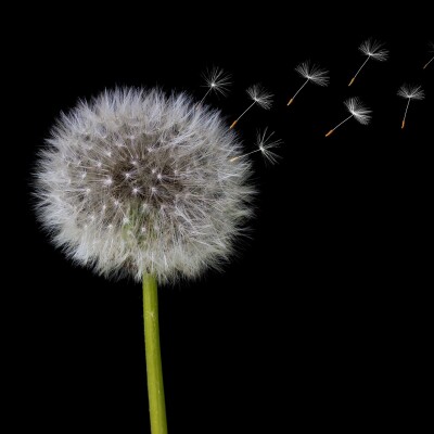 Quand le pissenlit s'invite dans vos assiettes ! cover