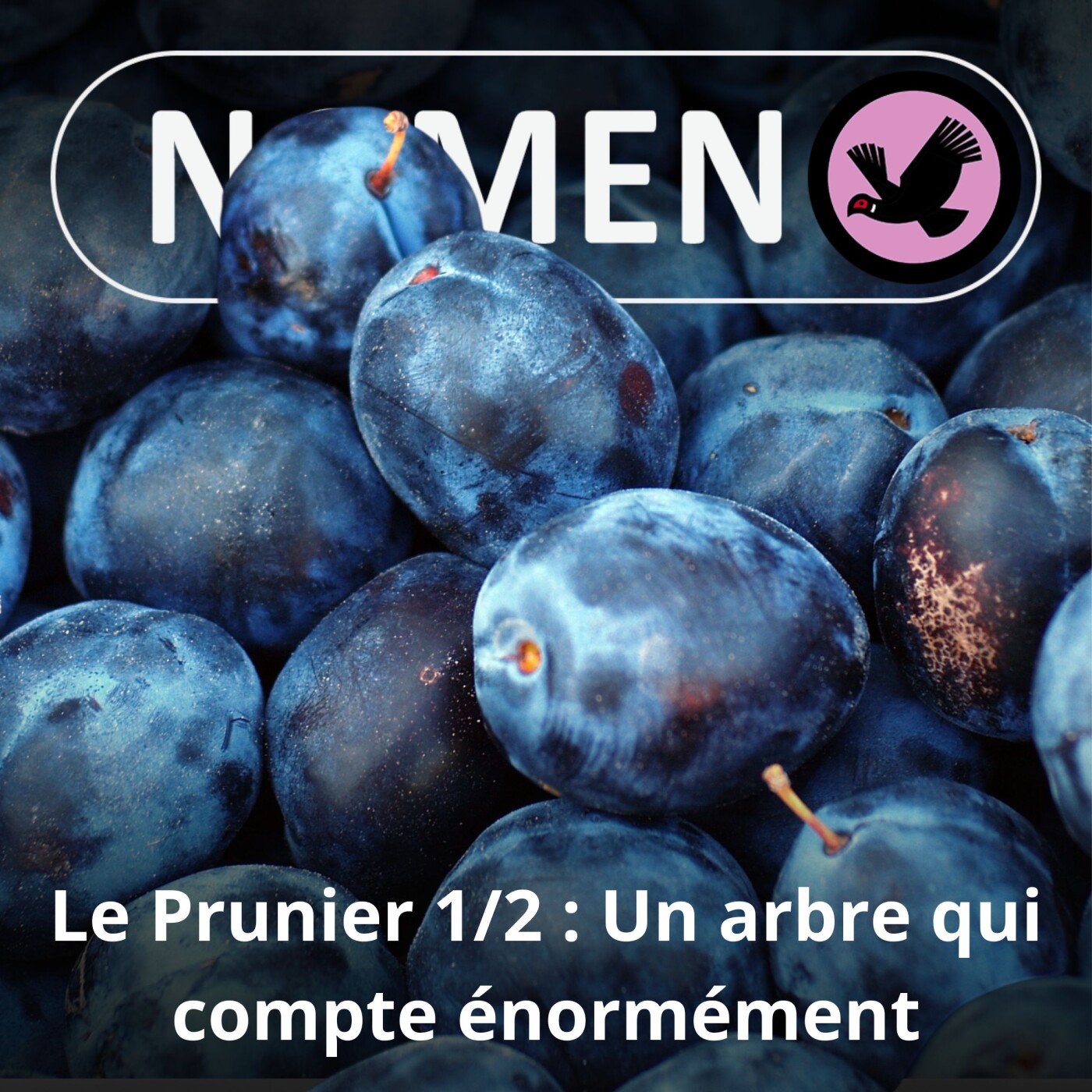 S05E20 Le Prunier... ne compte pas pour des prunes (1/2)