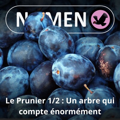 S05E20 Le Prunier... ne compte pas pour des prunes (1/2) cover