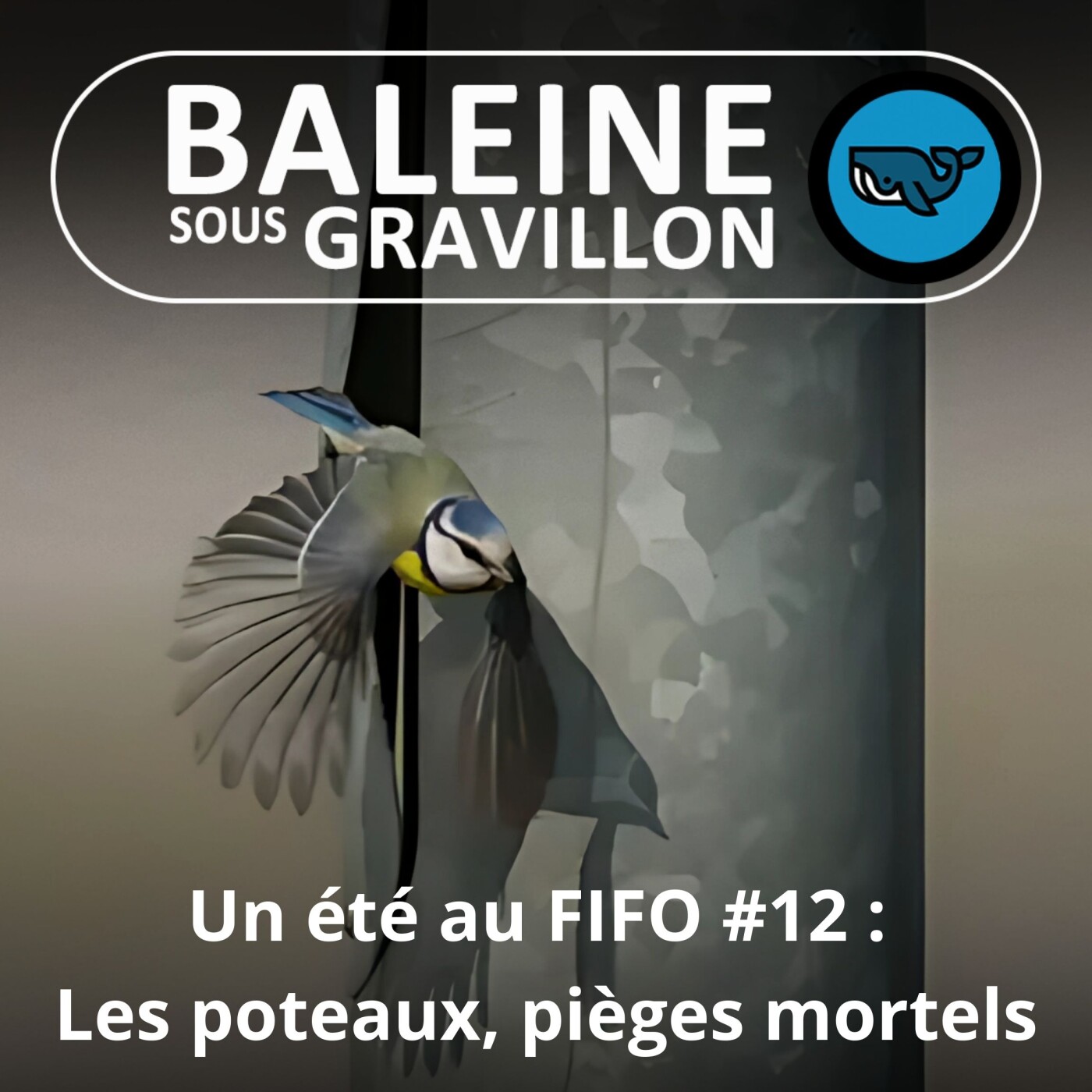 Baleine sous Gravillon