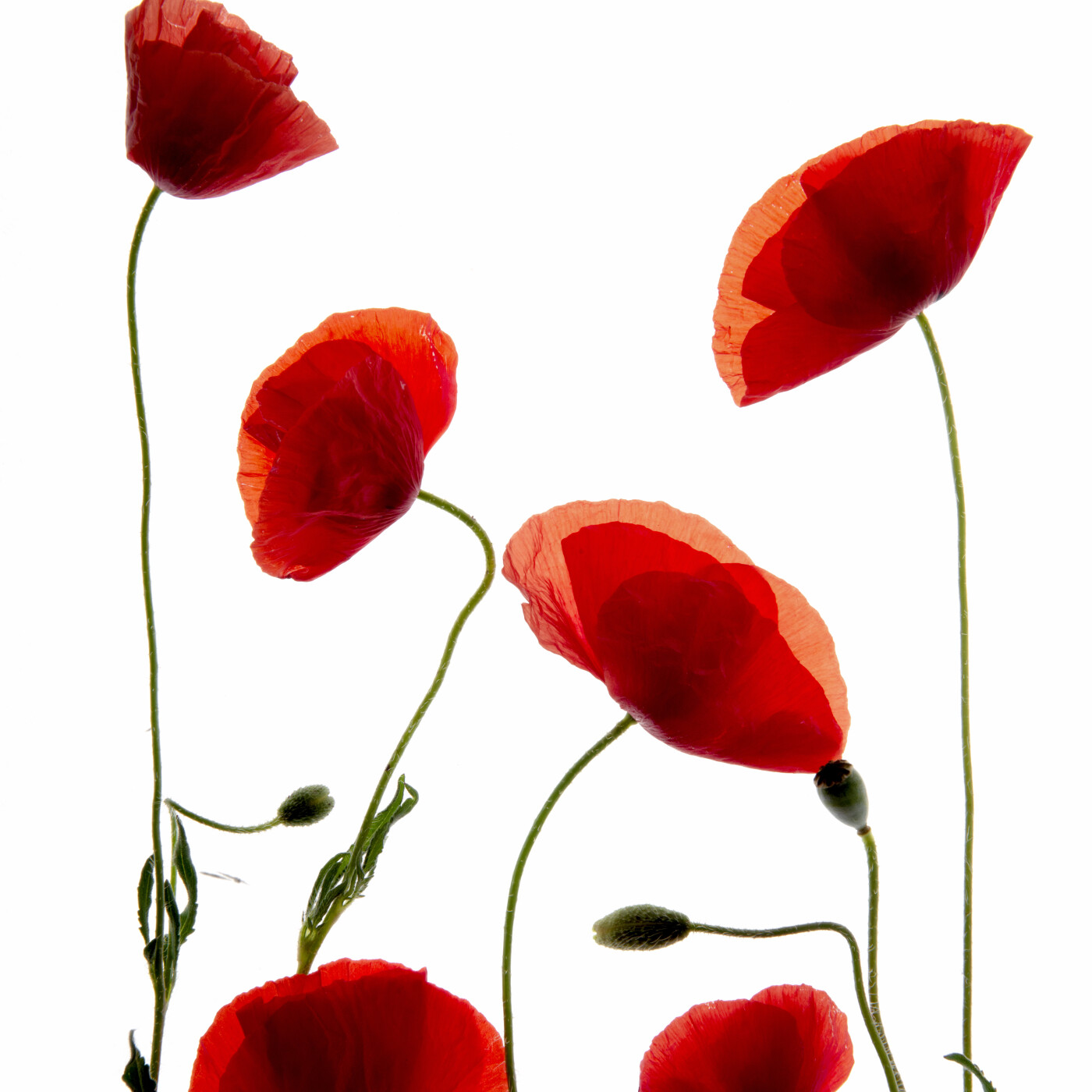 Actualité d'Alfred de Musset !