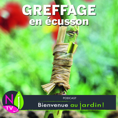 PAROLES D'EXPERTS : LE GREFFAGE EN ÉCUSSON cover