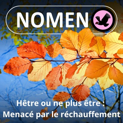 S02E08 Hêtre ou ne plus être : cet arbre pourrait disparaître d'ici 2100 ! cover