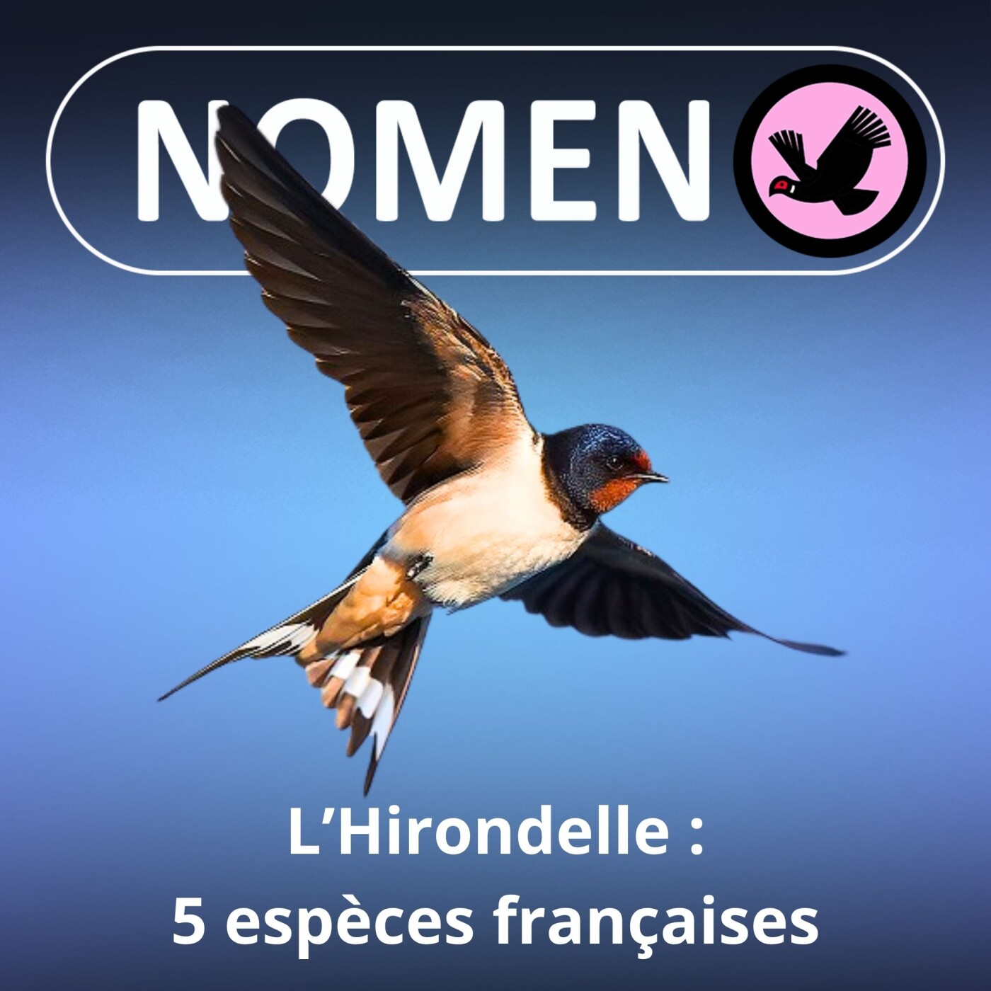 S02E34 L'Hirondelle : 5 espèces françaises qui font de moins en moins le printemps ...