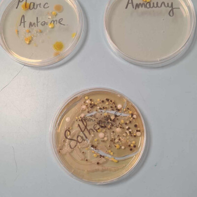 Chercheur à l'école Vannina Lorenzi CE2 CM Ecole de Carbuccia cover