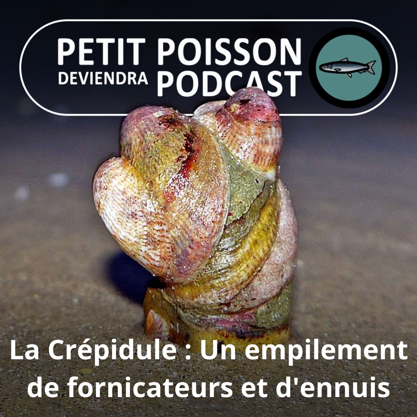 Petit Poisson deviendra Podcast