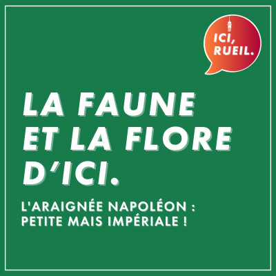 La Faune et la Flore d'Ici : L'araignée Napoléon, petite mais impériale ! cover