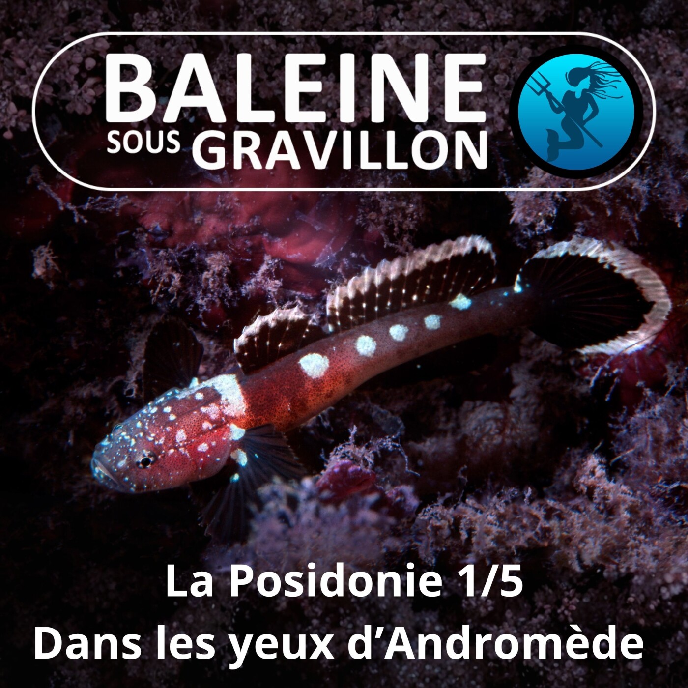 S04E79 La Posidonie 1/5 (prologue) : Dans les yeux d'Andromède (Laurent Ballesta, Pierre Descamp) episode artwork
