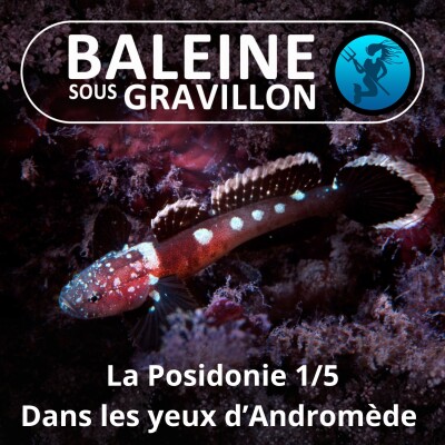 S04E81 La Posidonie 1/5 (prologue) : Dans les yeux d'Andromède (Laurent Ballesta, Pierre Descamp) cover