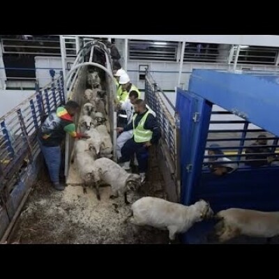 Et le 1 million de moutons ne sont jamais arrivés en Algérie : encore un mensonge, encore un échec cover