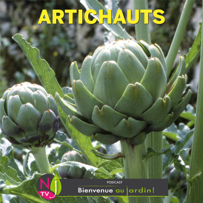#81: PAROLES D'EXPERTS: ARTICHAUTS : DÉCORATIFS ET GOURMANDS cover