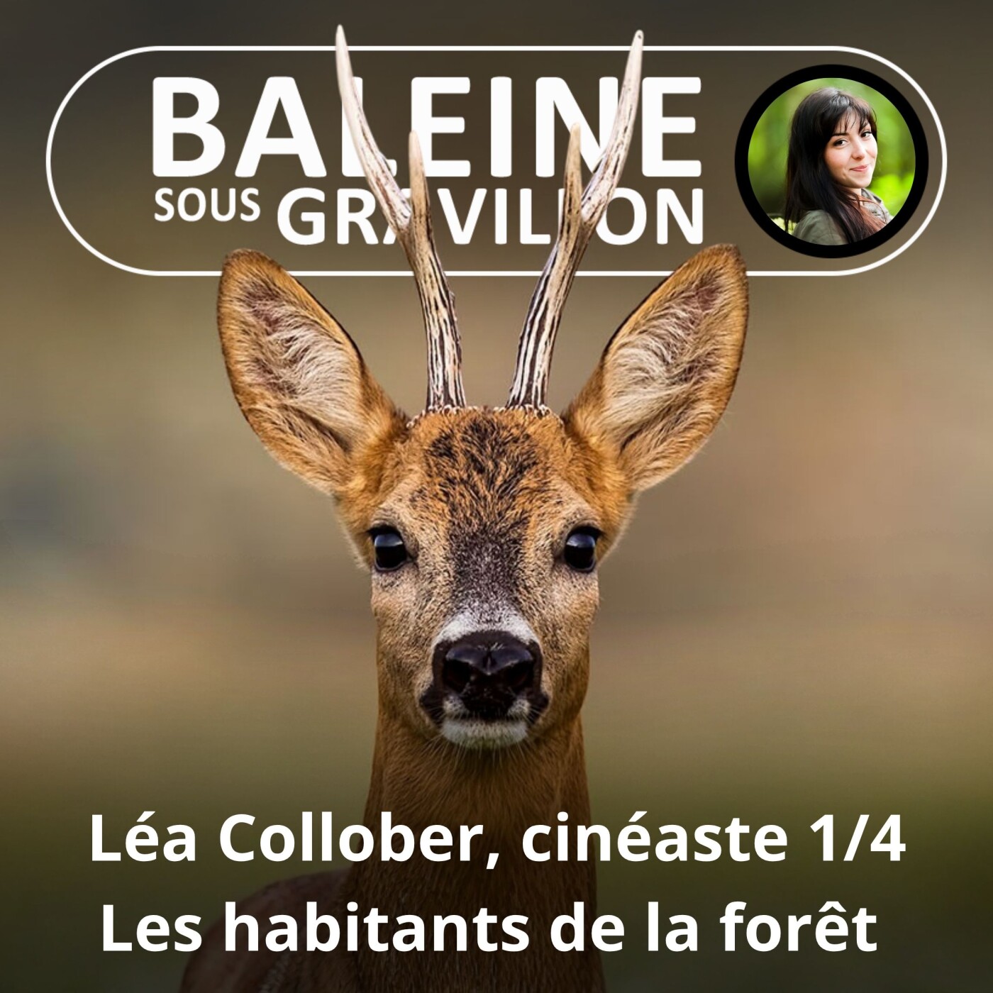 S02E48 Léa Collober, cinéaste 1/4 : Les habitants de la forêt, Renard, Blaireau, Chevreuil, Pic noir episode artwork