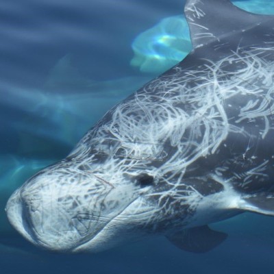 S03E57 Reportages de l'extrême 4/4 : rencontre avec les Dauphins de Risso... Olivier Gasselin (reporter) cover