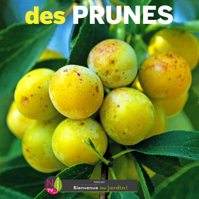 LE DOSSIER: PRUNES ET PRUNIERS, LES BONS FRUITS DU MOMENT cover