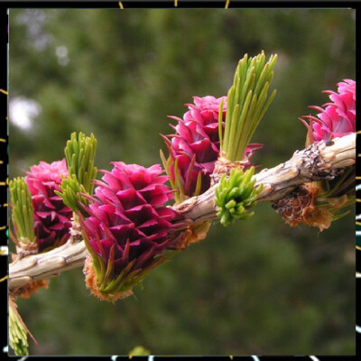 RTVV 141, Le mélèze, arbre emblématique des Alpes cover