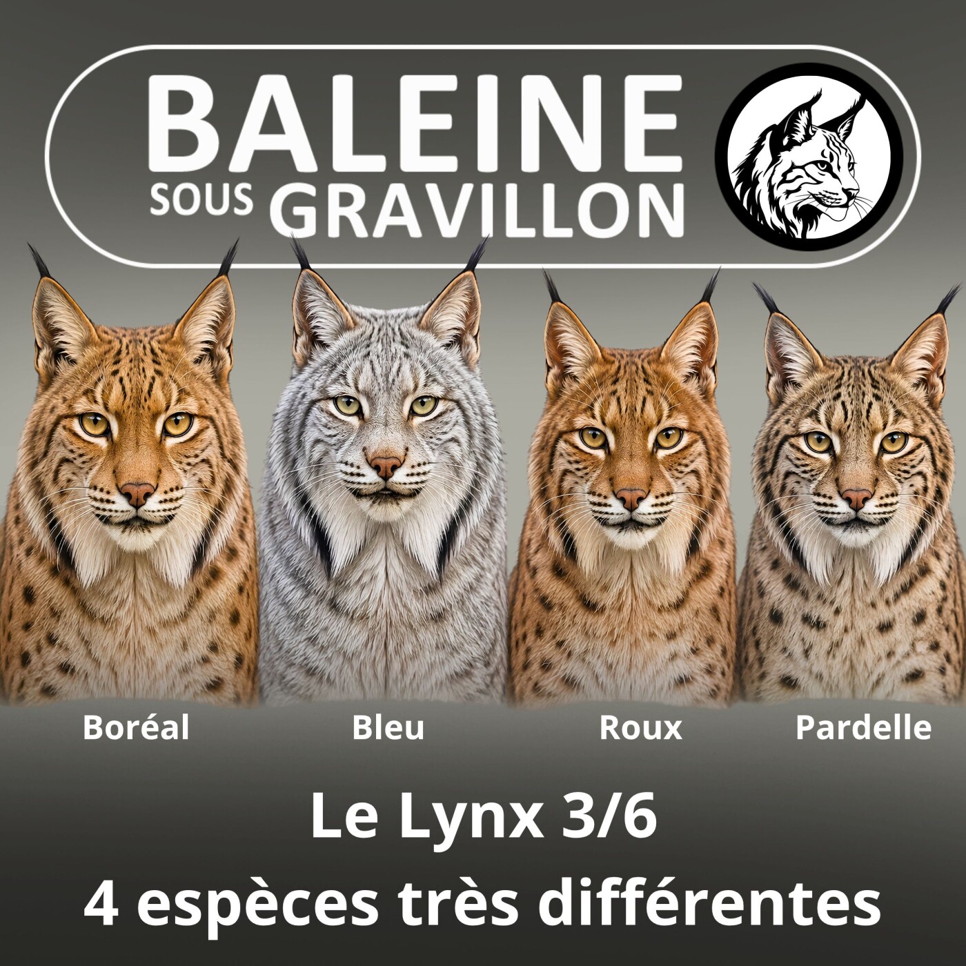 S03E22 Le Lynx 3/6 : Boréal, Bleu, Roux, et Pardelle, 4 espèces très différentes ! episode artwork