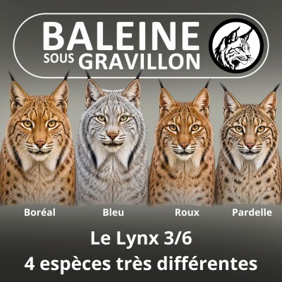 S03E22 Le Lynx 3/6 : Boréal, Bleu, Roux, et Pardelle, 4 espèces très différentes ! cover