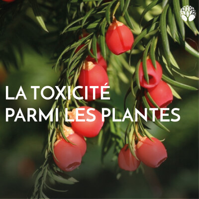 La toxicité parmi les plantes cover