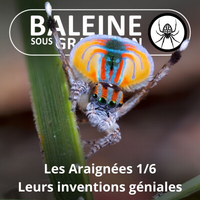 S02E56 Les Araignées 1/6 : Pièges, déguisements, vol ou plongée... des inventions géniales ! (Christine Rollard) cover