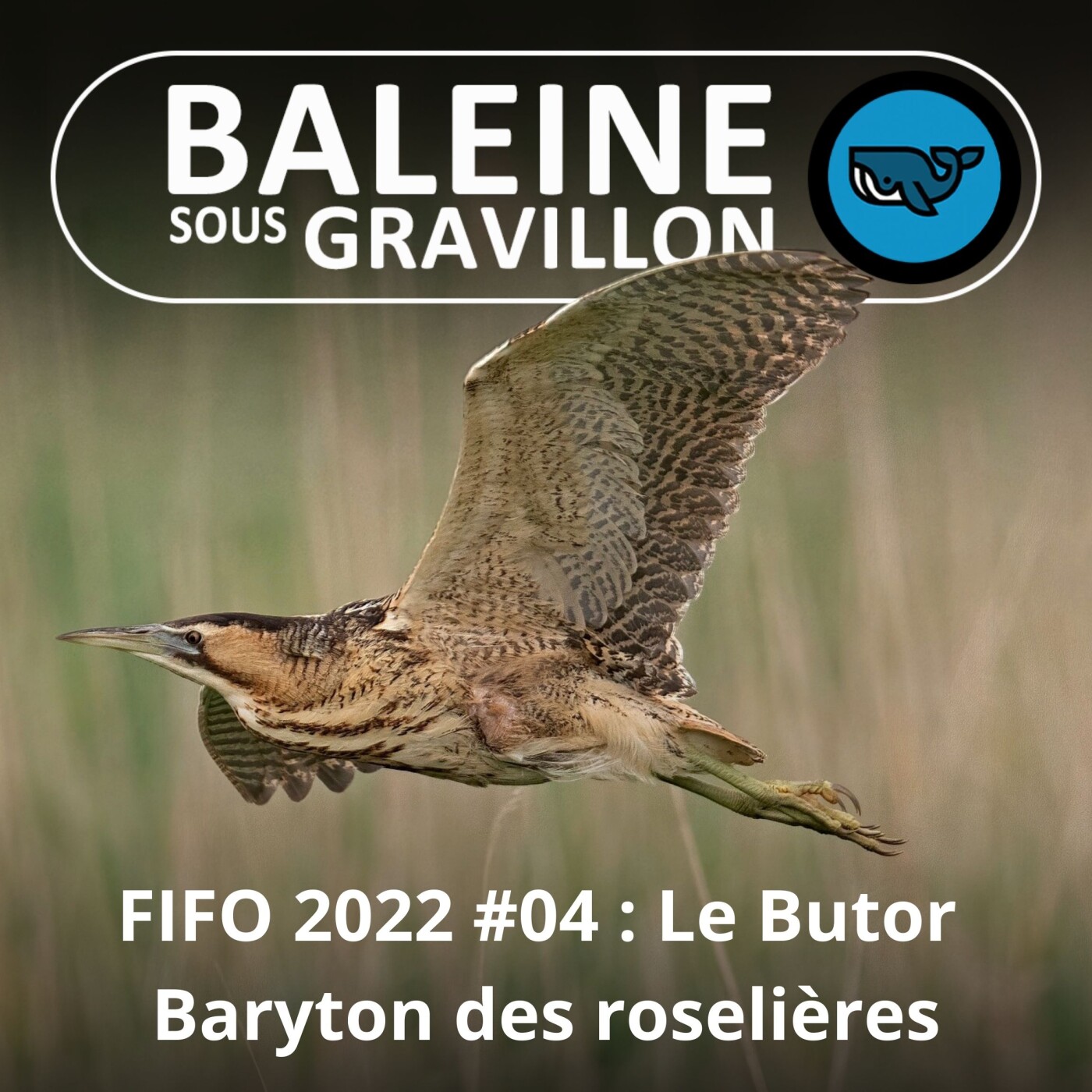 Baleine sous Gravillon