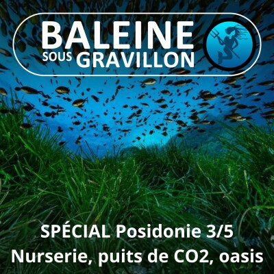 SPÉCIAL Posidonie 3/5 : Nurserie, puits de Carbone, protège-plage.... cover