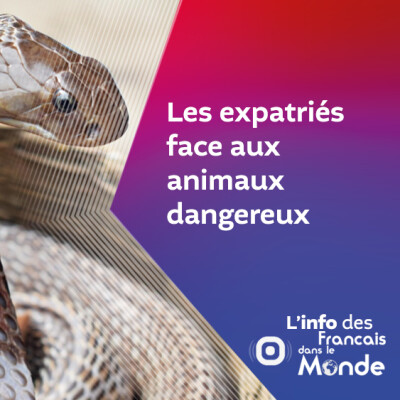 Expatriés : face aux animaux dangereux cover