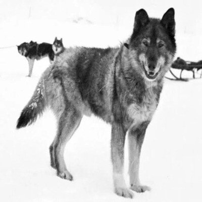 Histoire Vraie Méconnue (HVM) – ÉPISODE 20 : Togo Le chien de traîneau qui a sauvé une ville entière cover