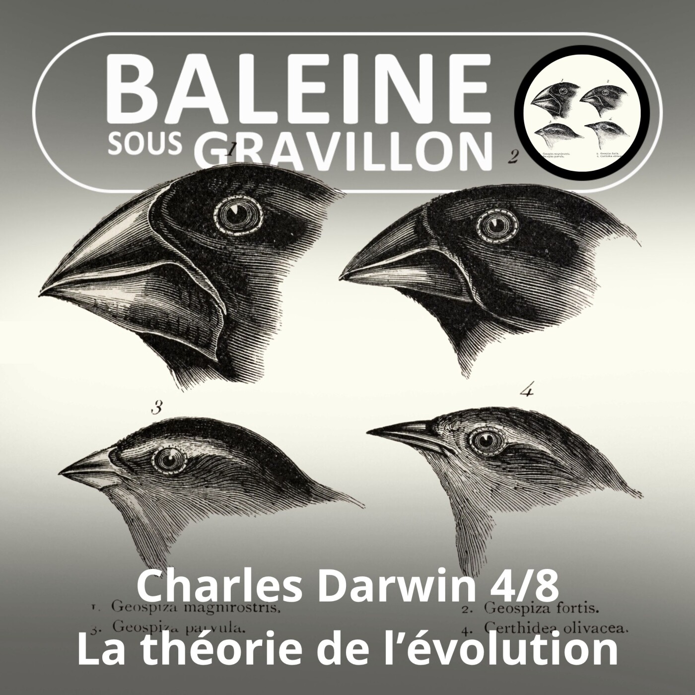 S03E91 Charles Darwin 4/8 : La théorie de l'Évolution episode artwork