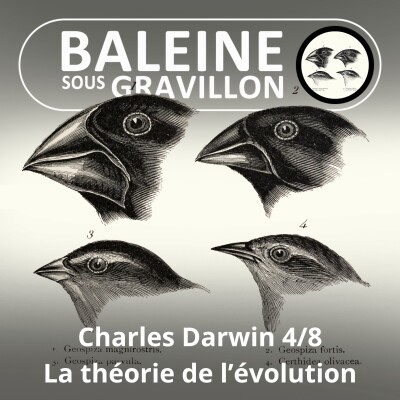 S03E91 Charles Darwin 4/8 : La théorie de l'Évolution cover