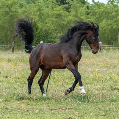 🐎 Équestre • Les ulcères, le stress, se poser des questions… cover
