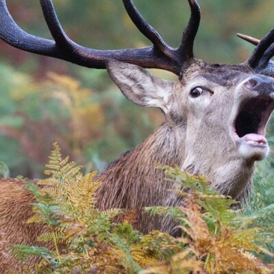 Chut… le cerf brame dans la forêt de Compiègne! cover
