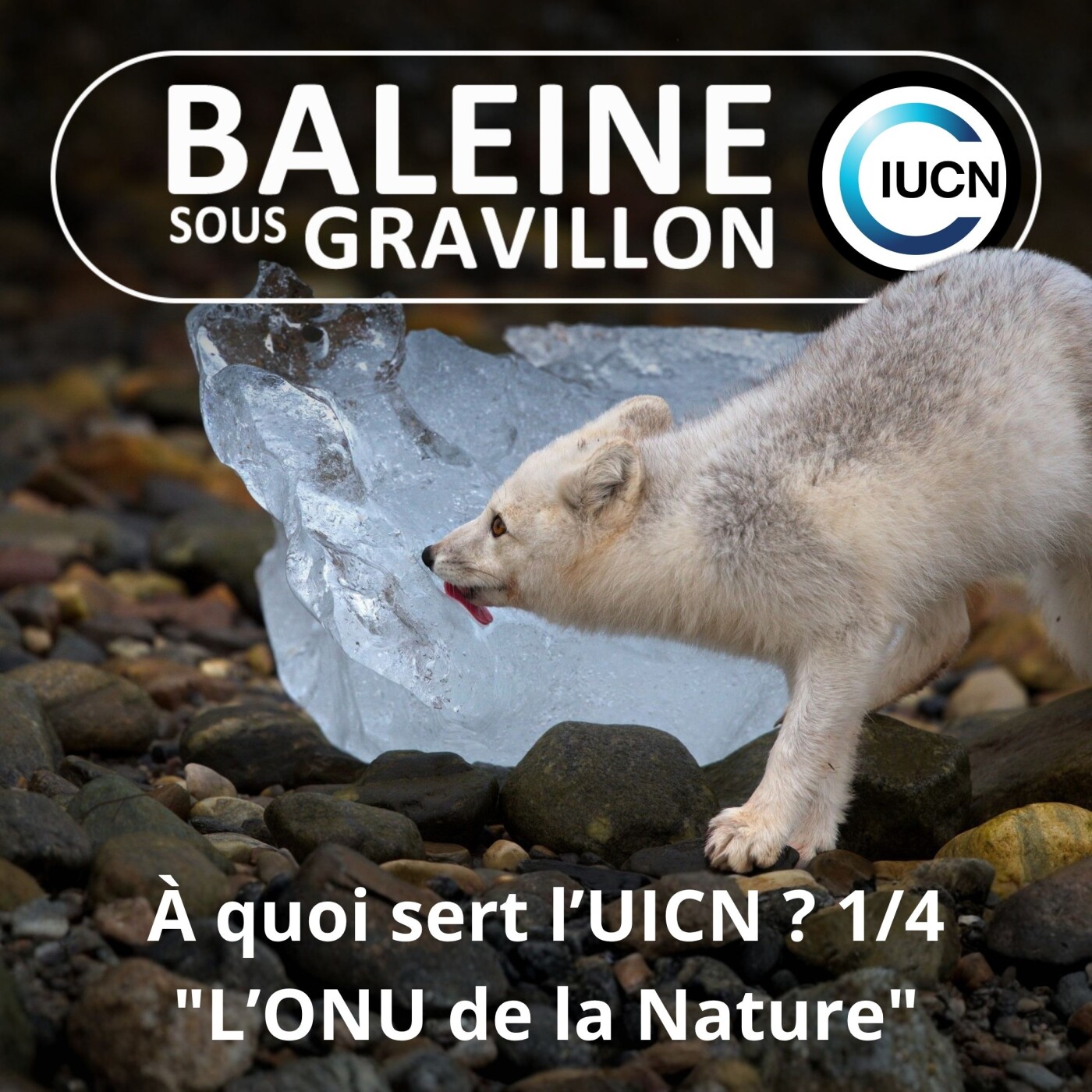 Baleine sous Gravillon