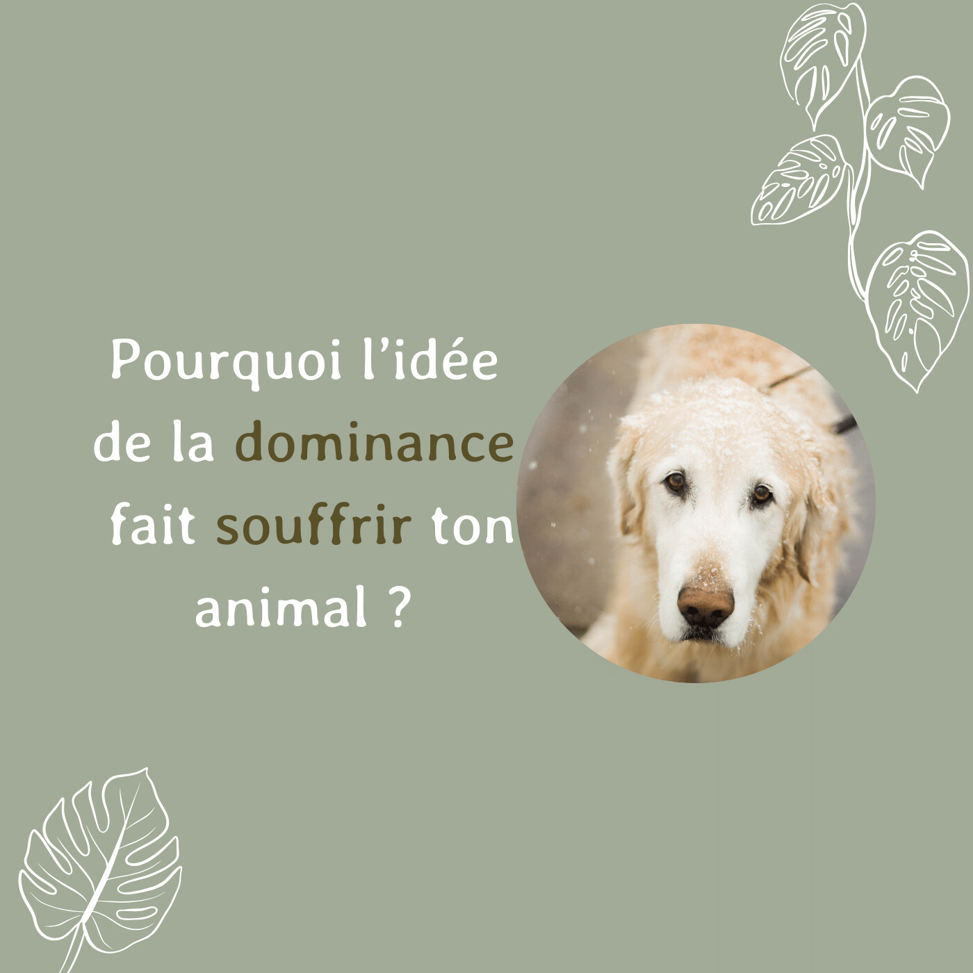 Pourquoi l'idée de la dominance fait souffrir ton animal ?